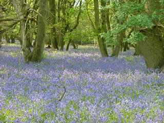 Blue Bell Wood