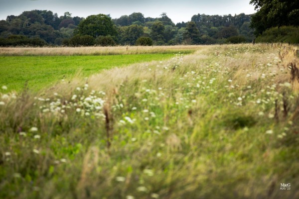 Flower margin