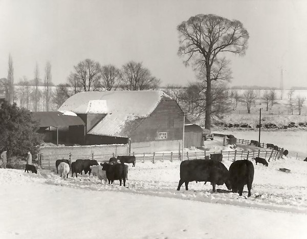 Lydling Farm  1952