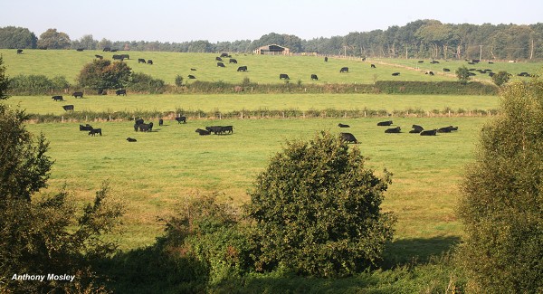 Cross Farm 2009